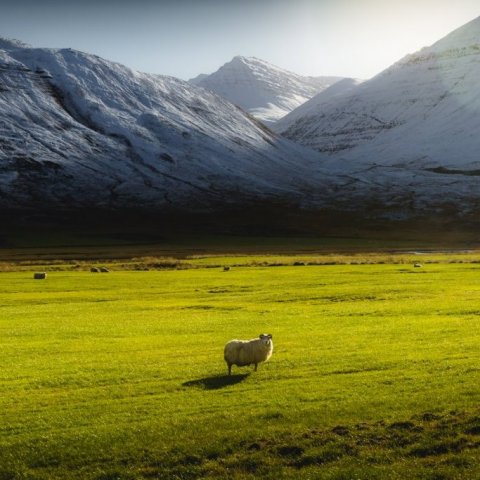 A lone sheep in autumn in Iceland