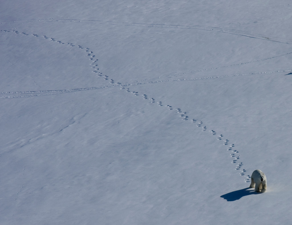 Heli Skiing East Greenland