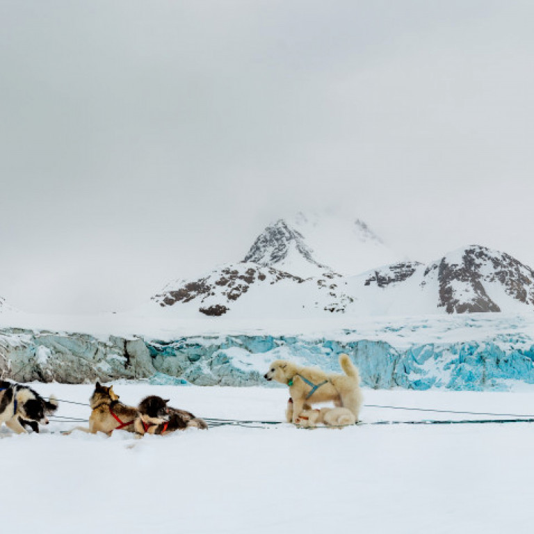 On the East Coast of Greenland dog sleds are used as means of transportation and our heliskiing guests can go on dog sled tours on days off from skiing. ©Eli Spiegel
