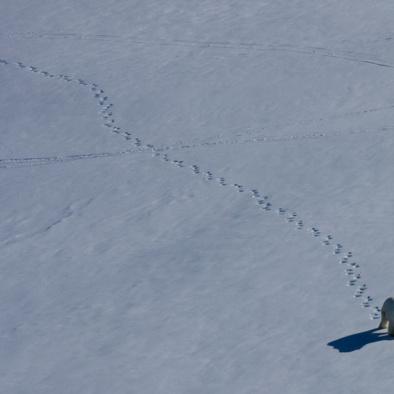 A lone Polar bear crosses the pack ice on his way to hunt seals. Only in Greenland will you spot these majestic creatures whilst heliskiing.